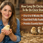 how long do chicks need to be on chick starter